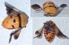 Eucorysses grandis